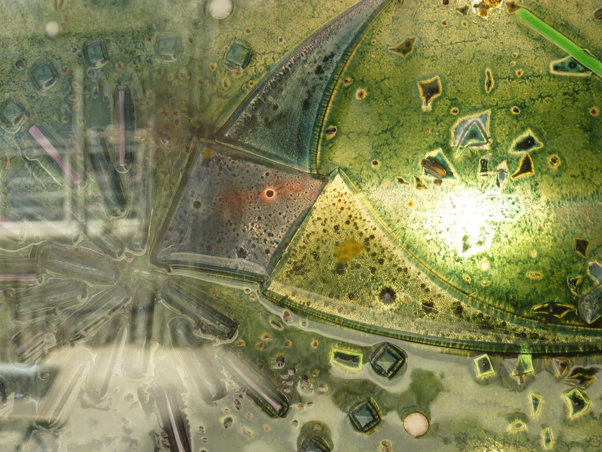 La paon vert détail